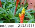 Orange bromeliad 21381538
