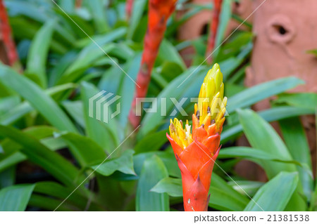 Orange bromeliad Orange bromeliad 21381538