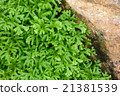 Green leaf and rock 21381539