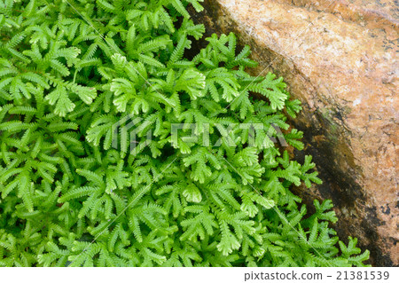 Green leaf and rock Green leaf and rock 21381539