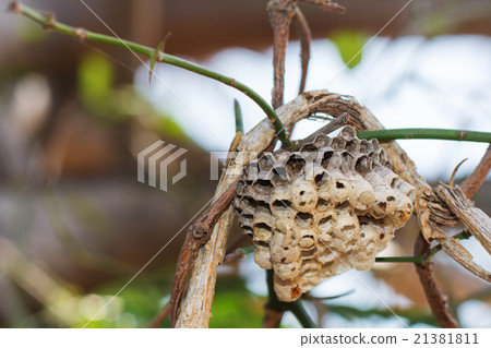 Wasp nest 21381811