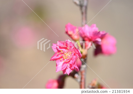 八重櫻 八重櫻 21381934