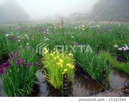 The iris of Nagasawaji (Hyogo prefecture Mita city drizzle) The iris of Nagasawaji (Hyogo prefecture Mita city drizzle) 21381944