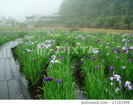 The iris of Nagasawaji (Hyogo prefecture Mita city drizzle) 21381946