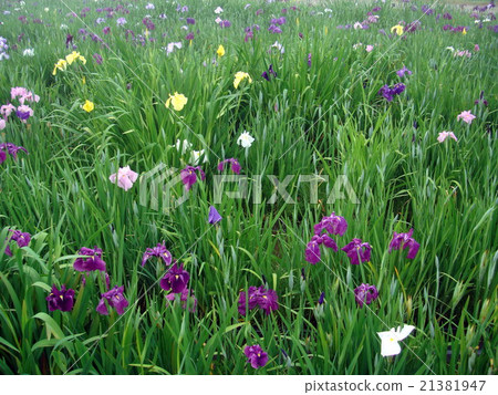 長澤寺的虹膜（兵庫縣三田市細雨） 21381947