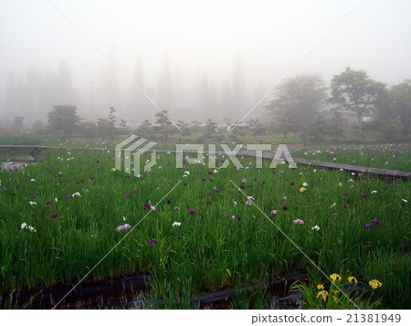 The iris of Nagasawaji (Hyogo prefecture Mita city drizzle) 21381949