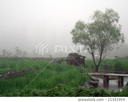 The iris of Nagasawaji (Hyogo prefecture Mita city drizzle) 21381954