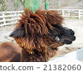Alpaca 21382060