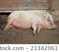Pig  21382061