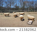 Flock of sheep 21382062