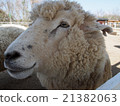 A sheep 21382063