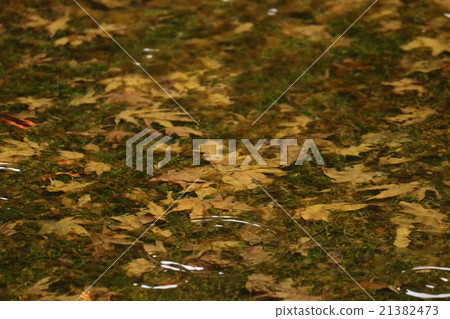 garden pond 21382473