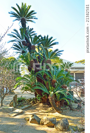 Choshi walking: Saotetsu jogokuji temple in the precincts 21382581