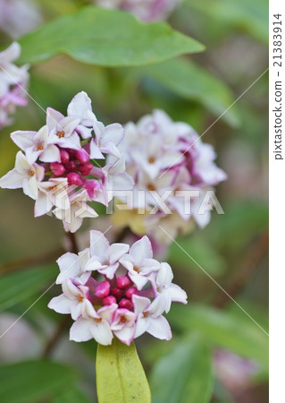 達芙妮花 21383914