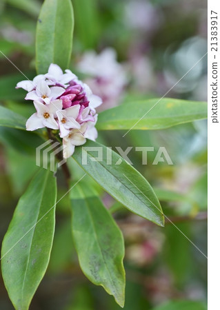 Daphne flower Daphne flower 21383917