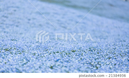 Nemophila Nemophila 21384936