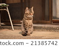 貓在尾道市 21385742