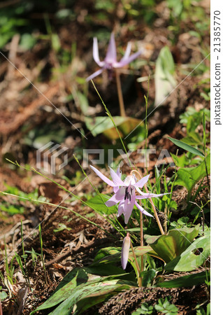 Katakuri of Koharami River 21385770