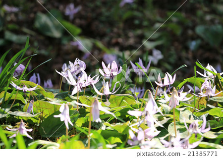 Katakuri of Koharami River 21385771