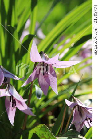 Katakuri of Koharami River 21385773