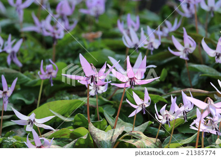 Koharami河的Katakuri Koharami河的Katakuri 21385774