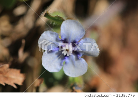 Yamarinisou flower 21385779