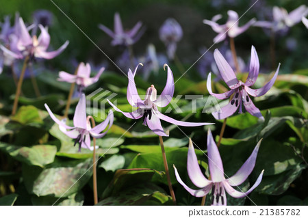 Katakuri of Koharami River 21385782