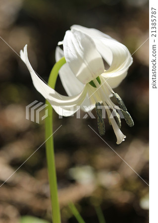 Kaori河/白色的Kakuri 21385787