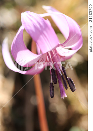 Katakuri of Koharami River Katakuri of Koharami River 21385790