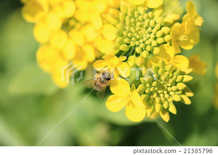 Rape blossoms and bees Rape blossoms and bees 21385796