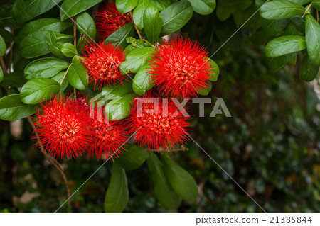 Flower Bush willow on tree. 21385844