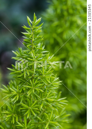 Asparagus Fern, foxtail fern. 21385845