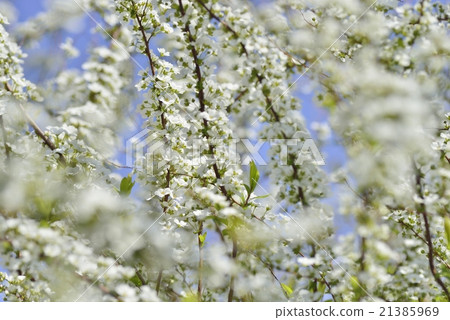 Willow flower Willow flower 21385969