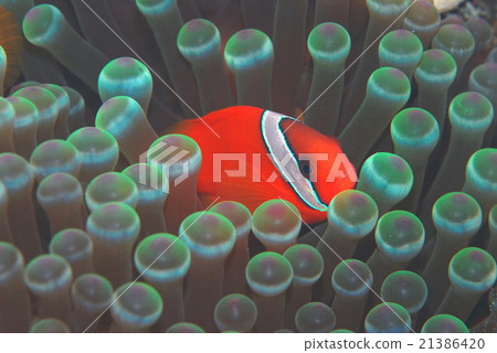 銀蓮花魚 銀蓮花魚 21386420