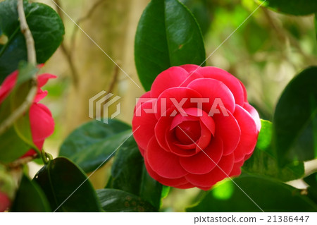 Yae Tsubaki like a rose · Hyotome (Red maiden) 1 Yae Tsubaki like a rose · Hyotome (Red maiden) 1 21386447