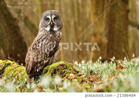Majestic tawny owl 21386484