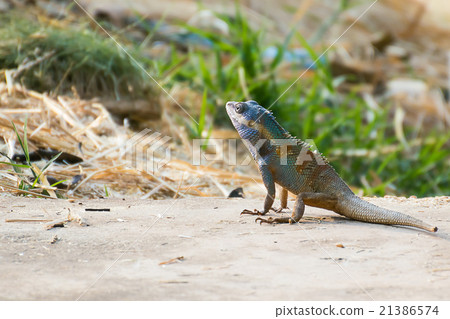 Asia Chameleon on barley field 21386574