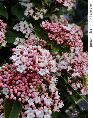 西部竹筍盛開（垂直/水平）Vivanum Tinus 21386576