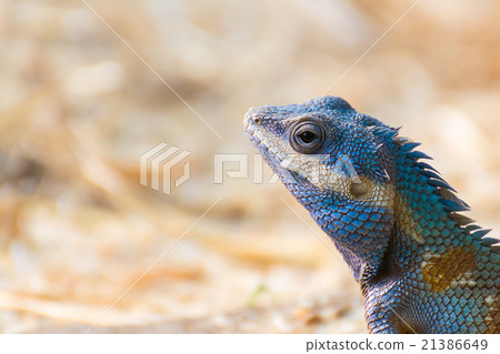 Asia Chameleon on barley field 21386649