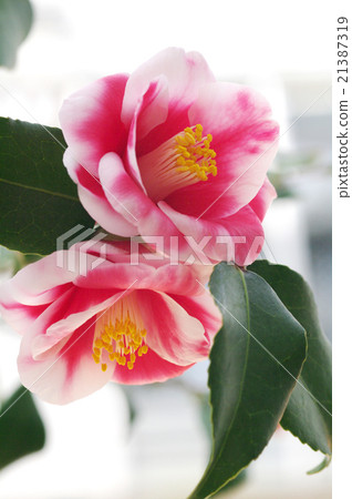 Camellia camellia 21387319