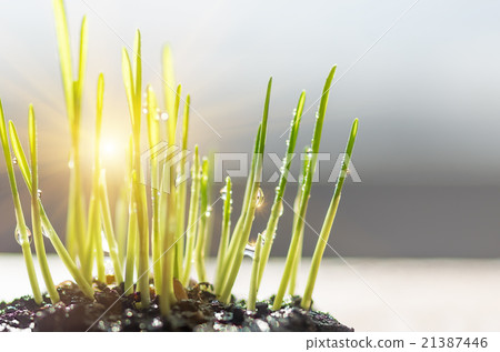 Sprouts of green grass Sprouts of green grass 21387446