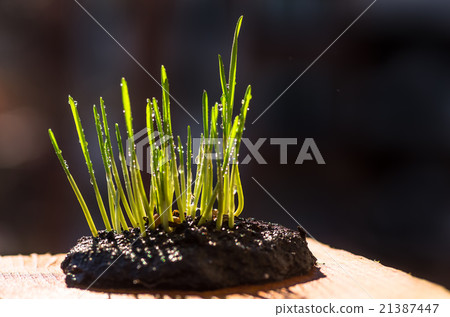 Sprout of green grass Sprout of green grass 21387447