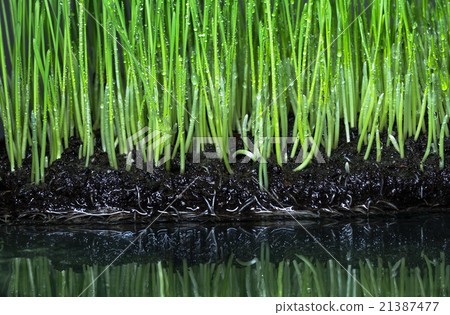 dew on the green grass 21387477