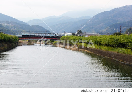 Cherry blossoms in the Kawazu River Cherry blossoms in the Kawazu River 21387563