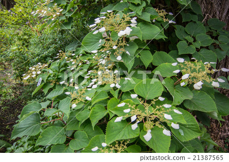 Iwagara-2 Iwagara-2 21387565