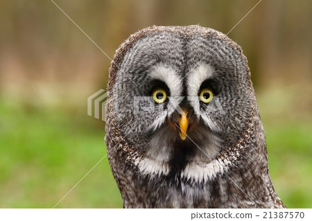 Strix nebulosa portrait 21387570