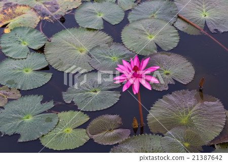 red lotus in the lagoon 21387642
