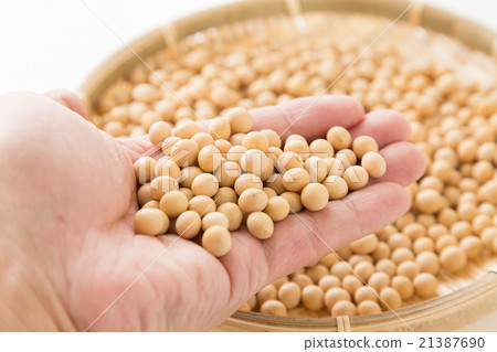 Soybean white back Soybean white back 21387690