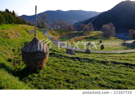 梯田的曙光（奈良縣高志郡朝霞村） 21387720