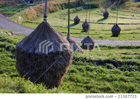 梯田的曙光（奈良縣高志郡朝霞村） 21387723